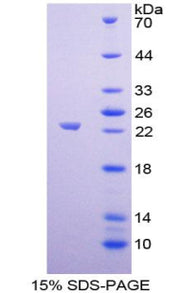 Figure 1. SDS-PAGE