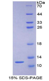 Figure 1. SDS-PAGE