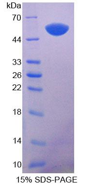 Figure 1. SDS-PAGE