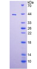 Figure 2. SDS-PAGE