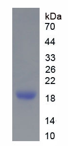 Figure 1. SDS-PAGE
