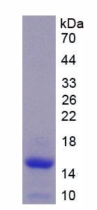 Figure 2. SDS-PAGE