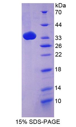Figure 1. SDS-PAGE