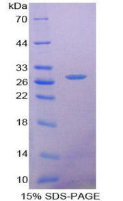 Figure 1. SDS-PAGE