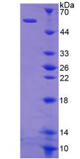 Figure 2. SDS-PAGE