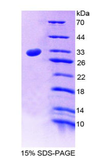 Figure 1. SDS-PAGE