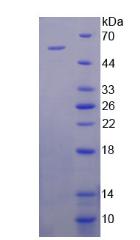 Figure 2. SDS-PAGE