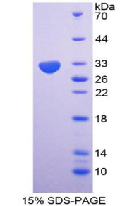 Figure 1. SDS-PAGE