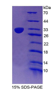 Figure 1. SDS-PAGE