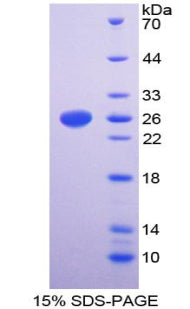 Figure 1. SDS-PAGE