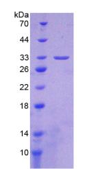 Figure 3. SDS-PAGE