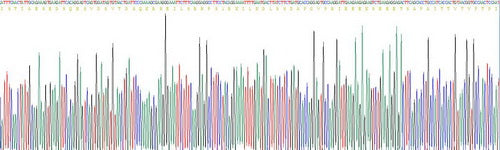 Recombinant Human Cyclic AMP Response Element Binding Protein (CREB)