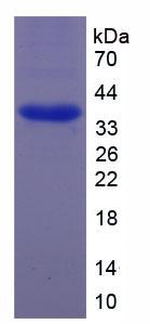 Figure 3. SDS-PAGE
