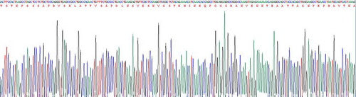 Recombinant Mouse Microtubule Associated Protein 4 (MAP4)