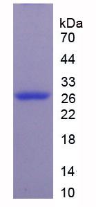 Figure 3. SDS-PAGE