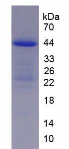 Figure 2. SDS-PAGE