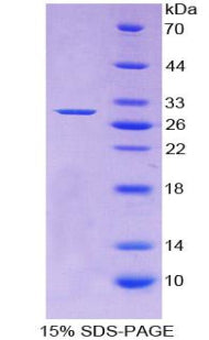 Figure 1. SDS-PAGE