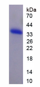 Figure 1. SDS-PAGE