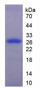 Figure 3. SDS-PAGE