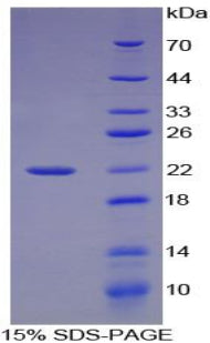 Figure 1. SDS-PAGE