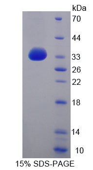 Figure 1. SDS-PAGE