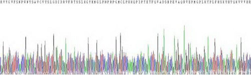 Recombinant Mouse Semaphorin 7A (SEMA7A)