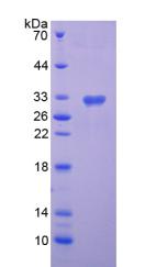 Figure 3. SDS-PAGE