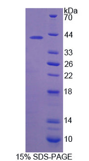 Figure 1. SDS-PAGE