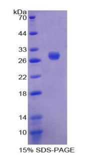 Figure 1. SDS-PAGE