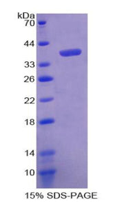 Figure 1. SDS-PAGE