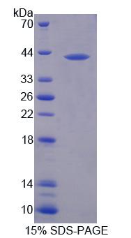 Figure 1. SDS-PAGE