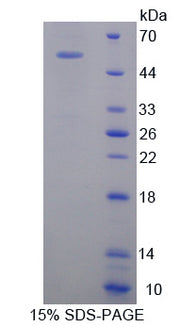 Figure 1. SDS-PAGE