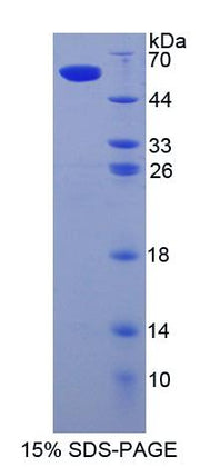 Figure 1. SDS-PAGE