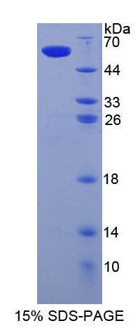 Figure 1. SDS-PAGE