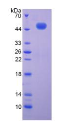 Figure 2. SDS-PAGE