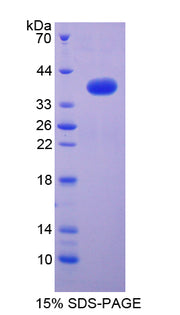 Figure 1. SDS-PAGE