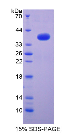 Figure 1. SDS-PAGE