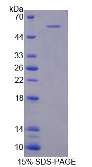 Figure 1. SDS-PAGE