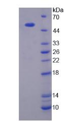Figure 2. SDS-PAGE
