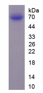 Figure 1. SDS-PAGE