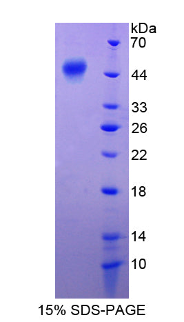 Figure 1. SDS-PAGE