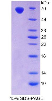 Figure 1. SDS-PAGE