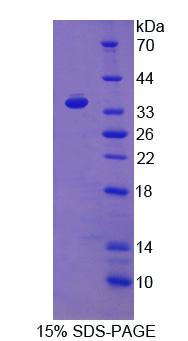 Figure 1. SDS-PAGE