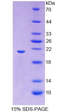 Figure 1. SDS-PAGE