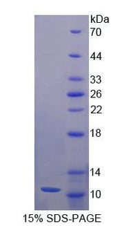 Figure 1. SDS-PAGE