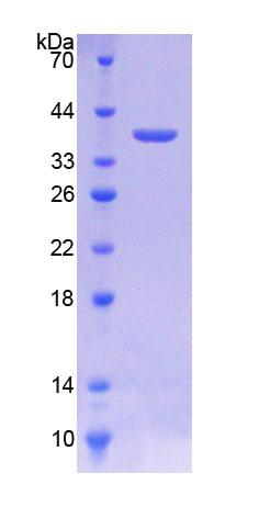 Figure 1. SDS-PAGE