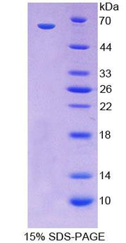 Figure 1. SDS-PAGE
