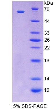 Figure 1. SDS-PAGE