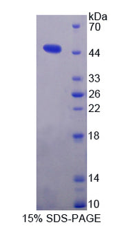 Figure 1. SDS-PAGE