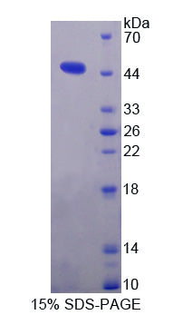 Figure 1. SDS-PAGE